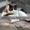 Getting Lazy After Cancer